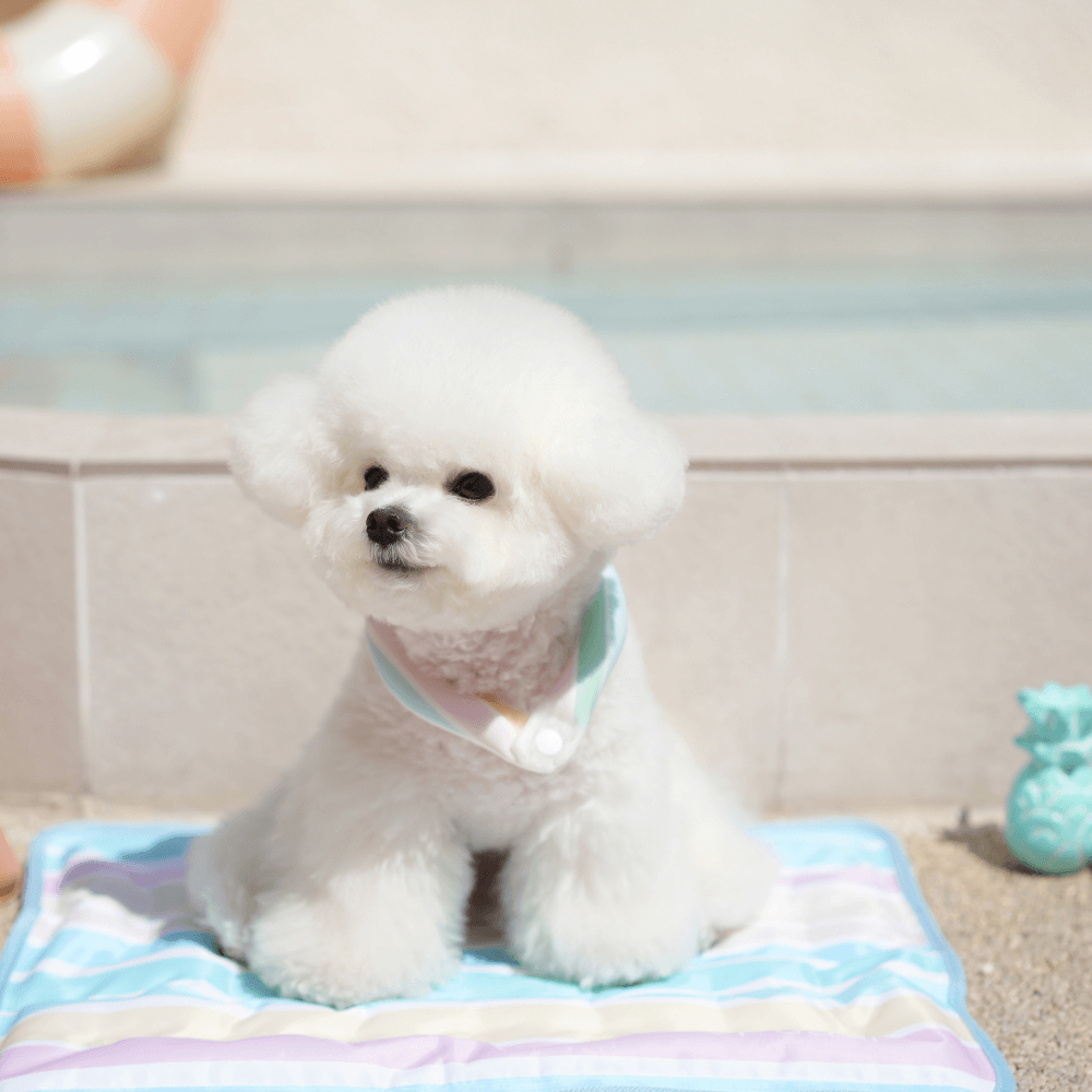 OPAAAP×SUO Ice Cool Ring (Candy Stripe)