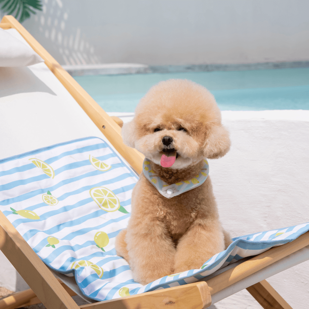 【予約】True COOL Ice Mat (Zesty Lemon)