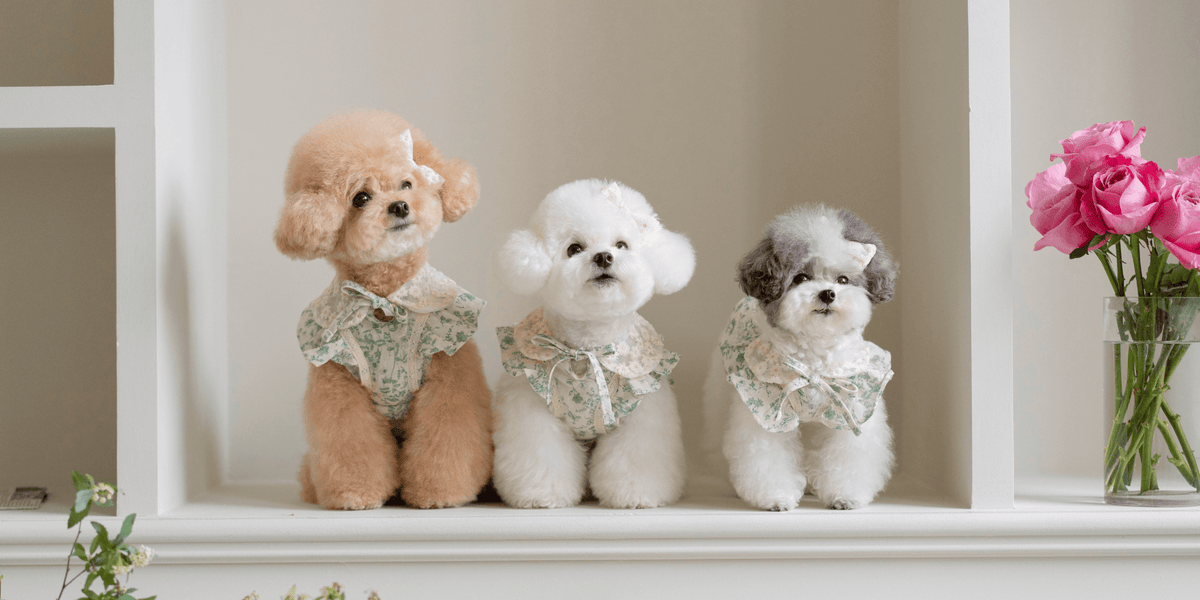 新作 New Fairy & Greenery Collection 犬服・アクセサリー