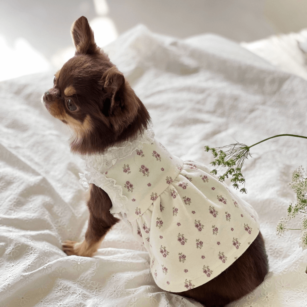 Flower Shower Dress（Ivory）